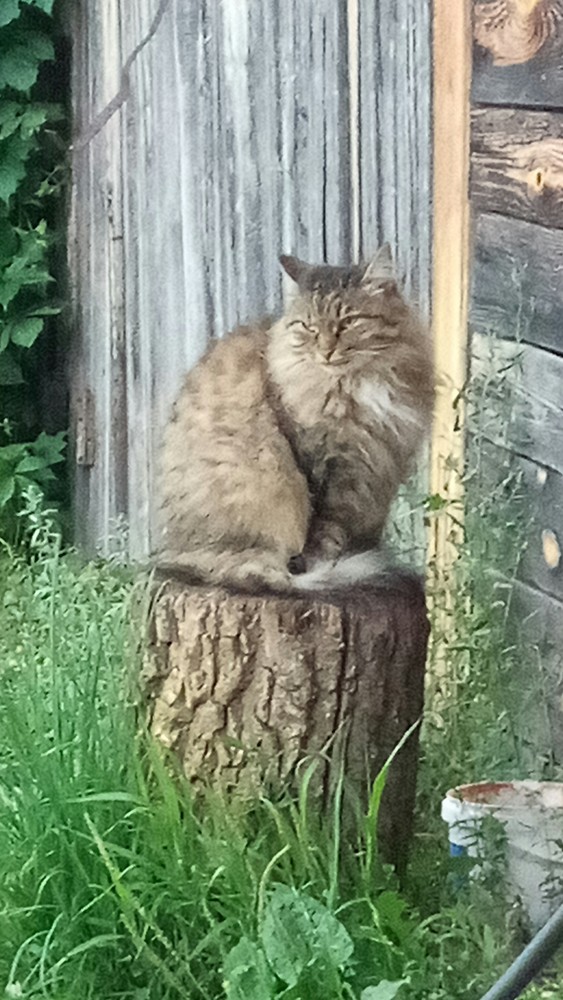 Котовторник 14.09.2021