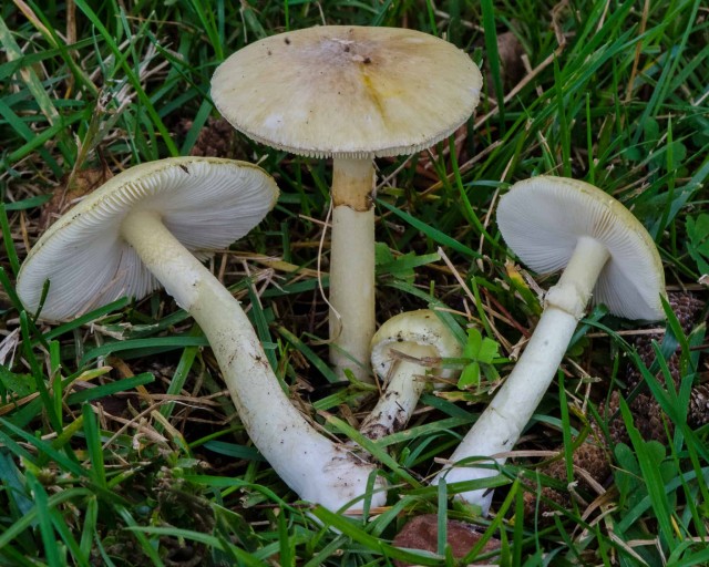 Зонтики (грибы)