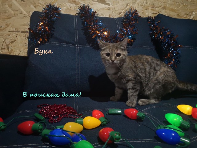 Жизнь домашнего приюта "Котоленд" 316