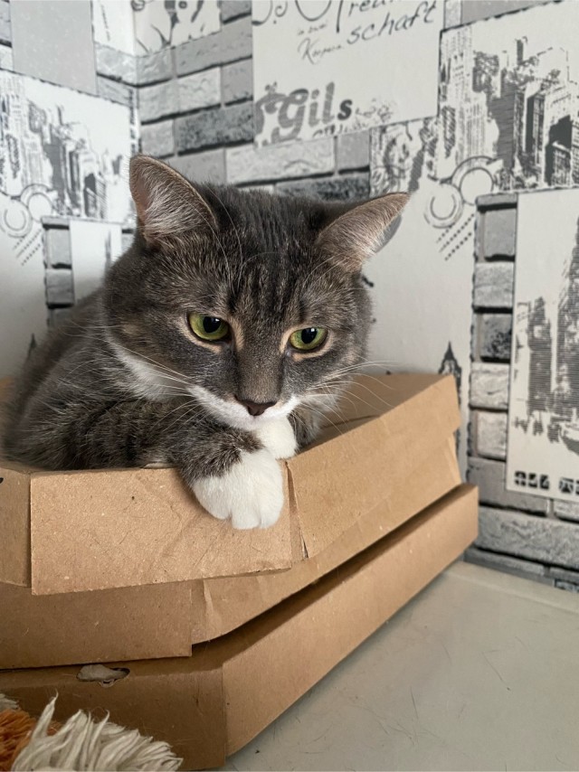 Котовторнику посвящается