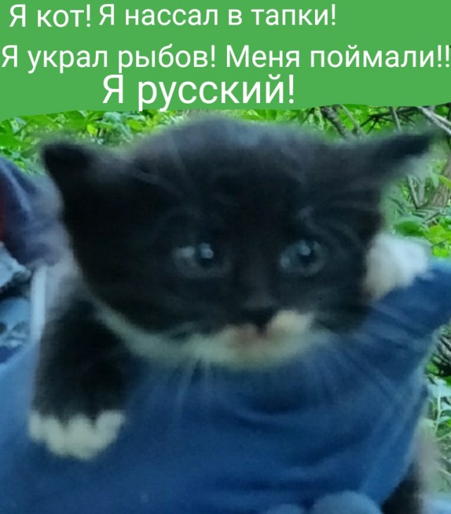 Чо это за массовый психоз?