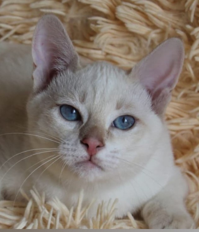 Котовторник! Пара фоток суровых котов.