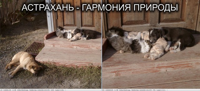 Астрахань – город «мёртвых» собак