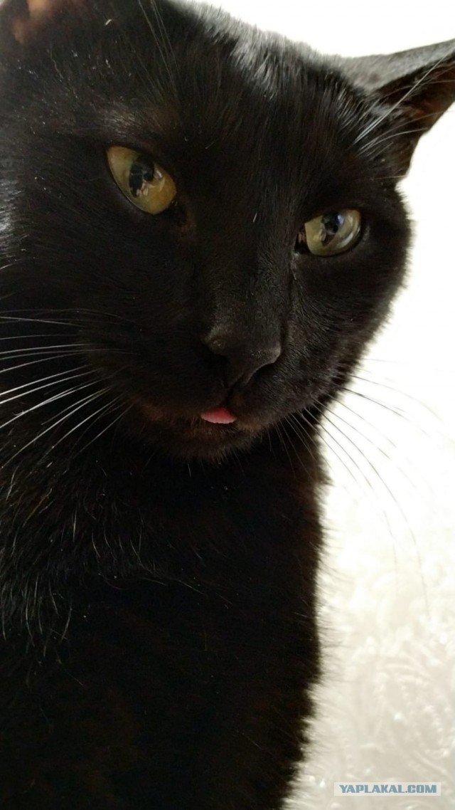 Ура! Котовторник.