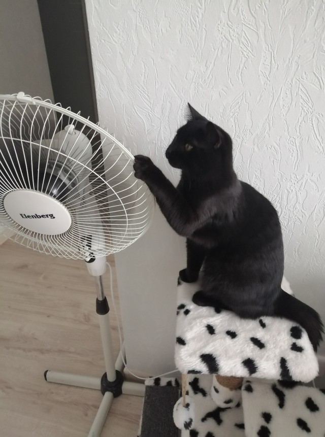 Ура! Котовторник.