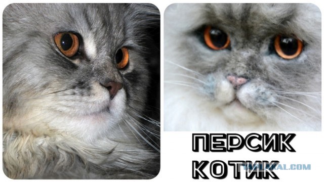 Пополнение в семье кошачьих