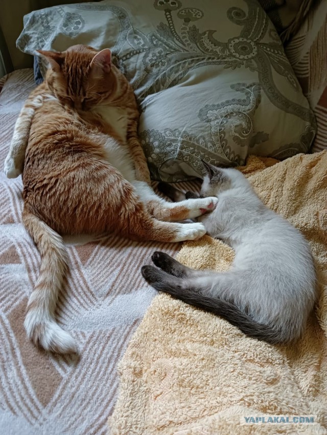 Котовторник от Jus`а или просто Кекс