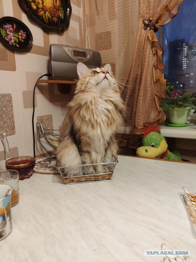 Зверье