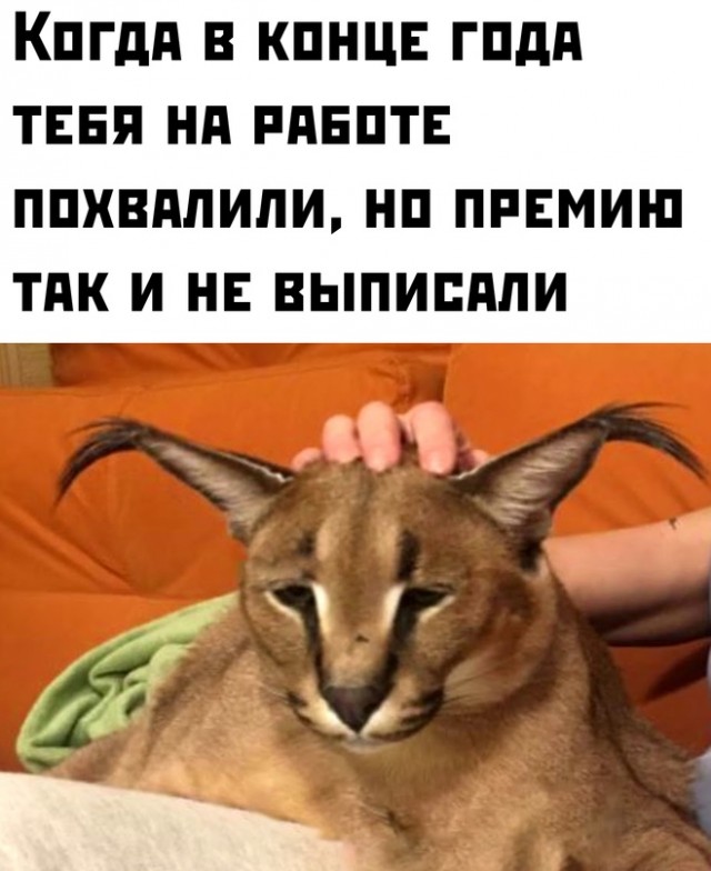 Картинки и мемы, всем хороших выходных