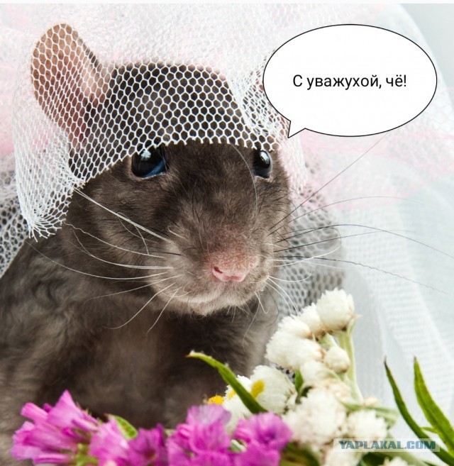 Три вида разведенных женщин с ребенком