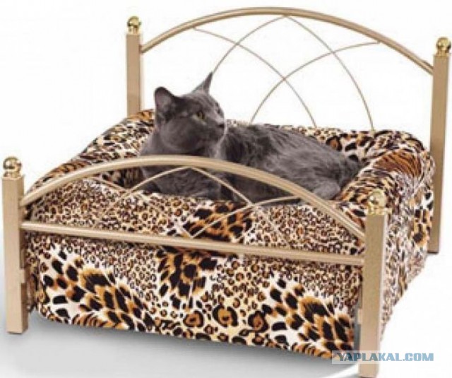 Наглость - второе счастье