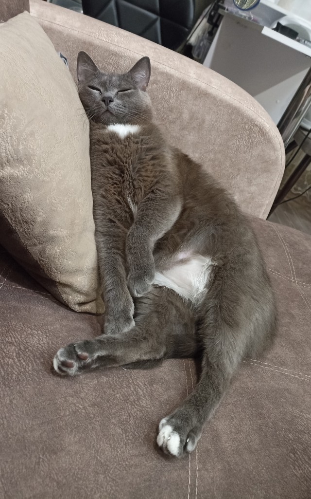 Котовторнику посвящается