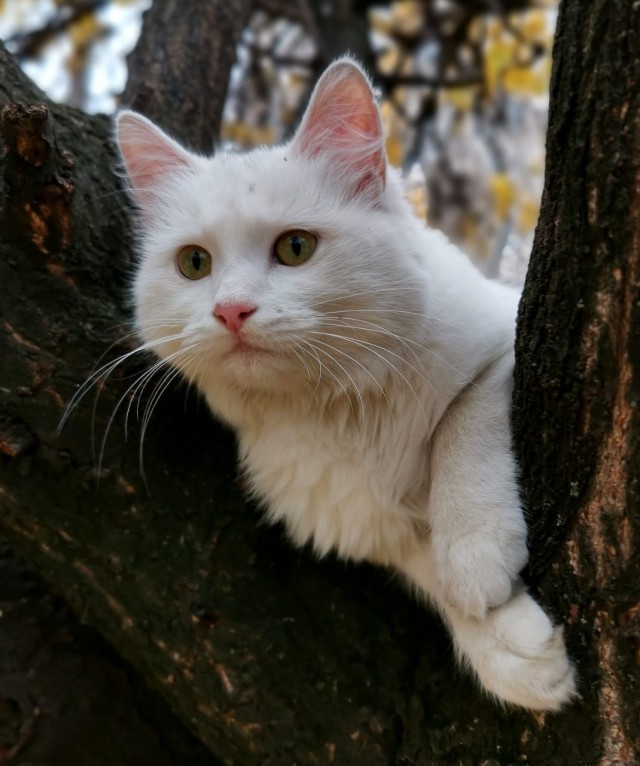 Красотка