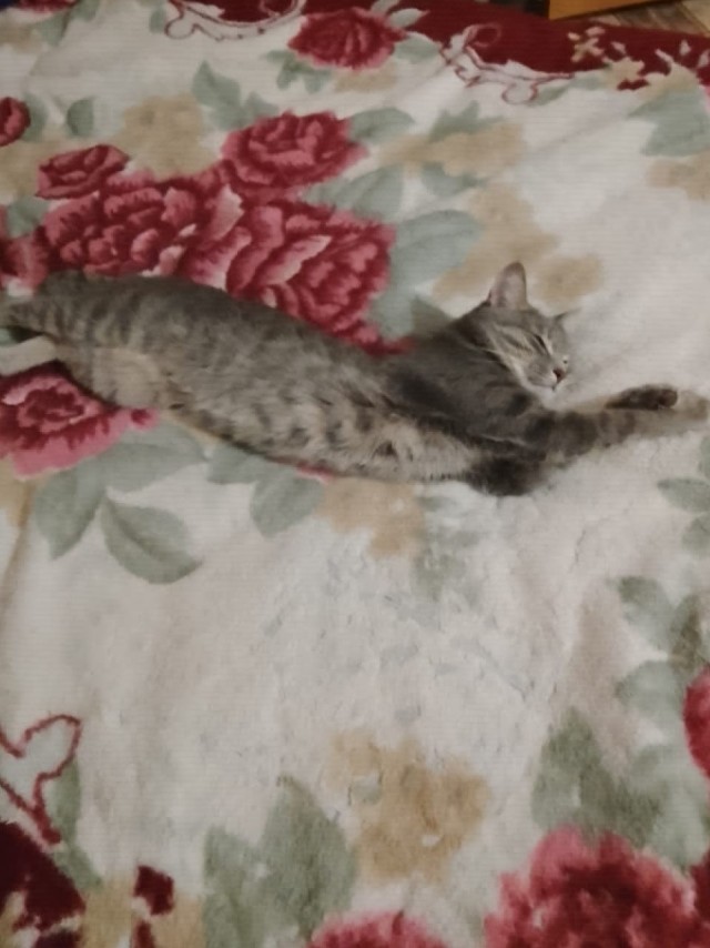 Позы для сна у кошек - что они означают?