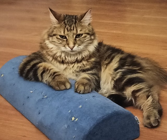 Позы для сна у кошек - что они означают?