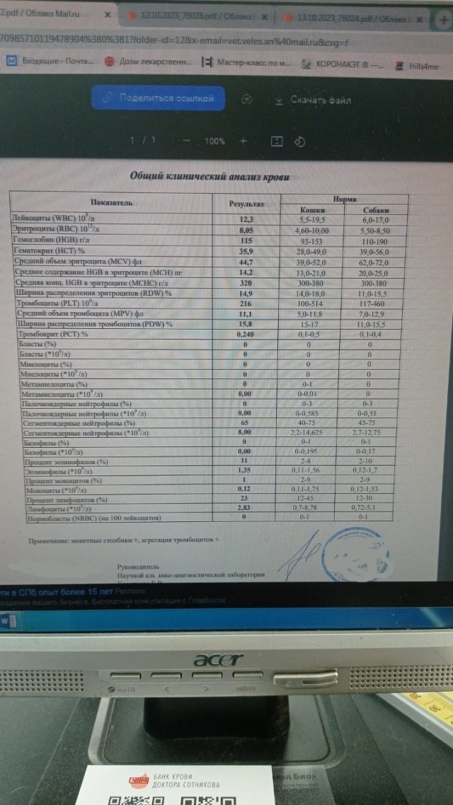 Кот взятый с дачи. Продолжение
