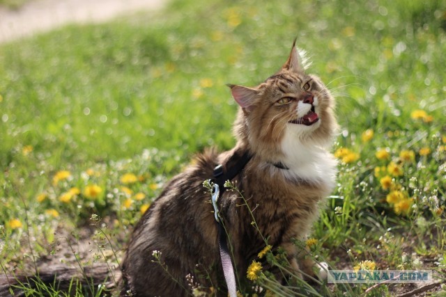 Котовторник  07.05.2013