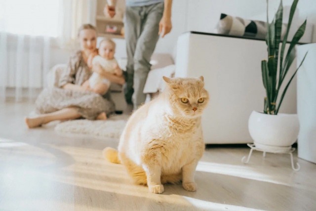 Толстые коты