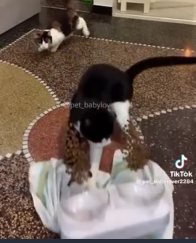Тыгыдымщики!