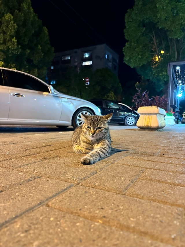 Котовторник 05/11/2024