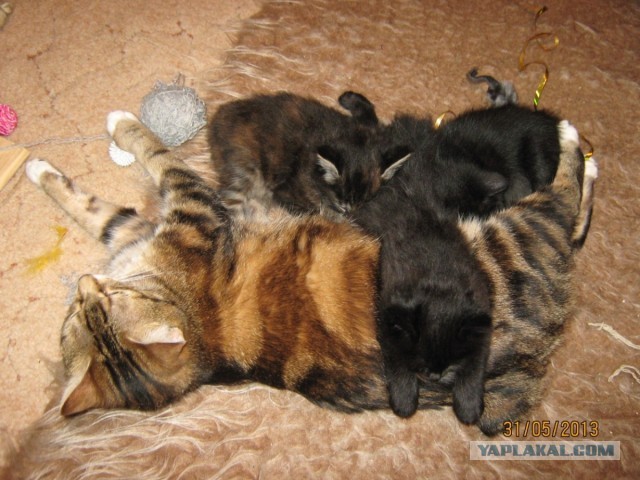 Котовторник 04.06.2013