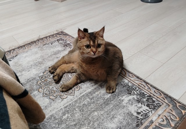 Котовторник!