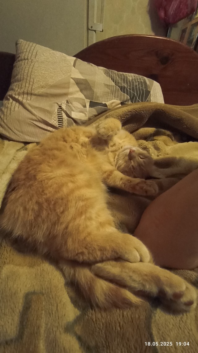 КотовторниГ