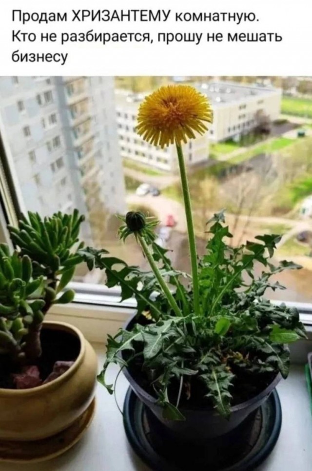 Ну что, господа. Послепраздничная дичь