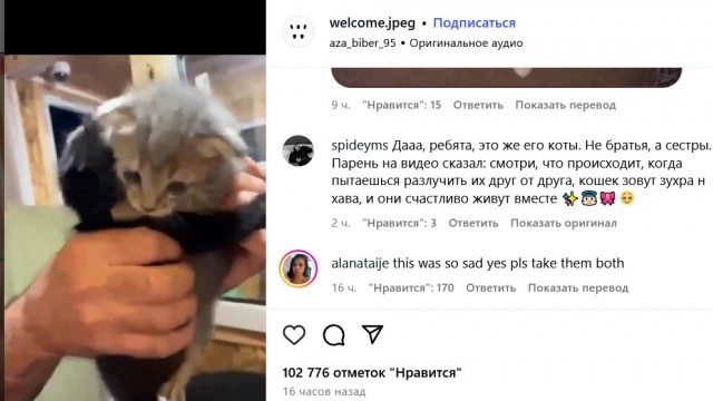 Милота дня: чел взял котенка из приюта, но тот отказался уходить без своей лучшей подруги, и кожаному пришлось забрать обоих