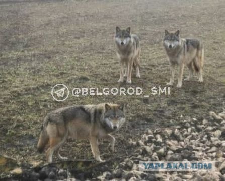 Волки в Белгородской области.
