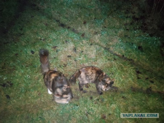 Жизнь домашнего приюта для котеек 565