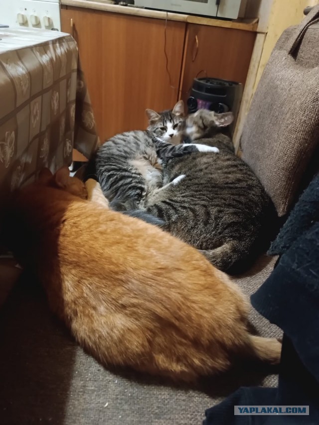 Пост грустный. О красивой кошке.