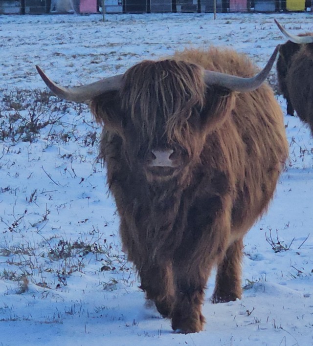 Шотландская высокогорная корова