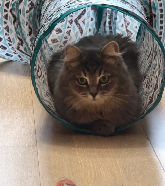 К котофторнику