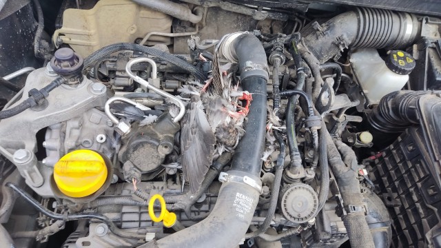 Челябинец обнаружил под капотом своего Mercedes мерзкий выводок грызунов