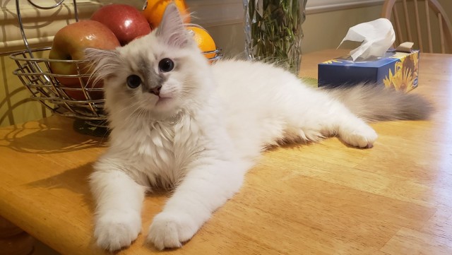 В защиту кошек породы Сфинкс канадский...