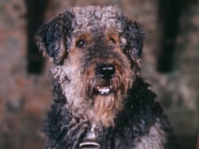 Dog breeds expertise