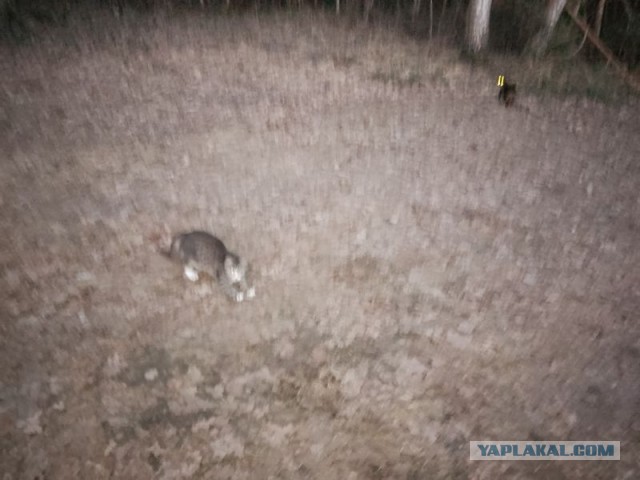 Жизнь домашнего приюта для котеек 575