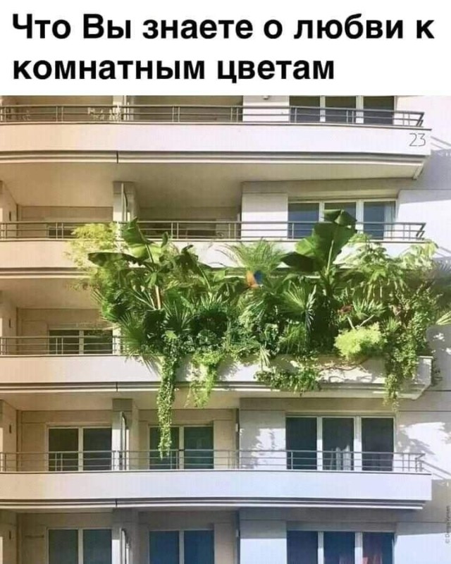 Аспарагусы