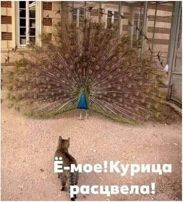 Веселые картинки в понедельник (18.05)