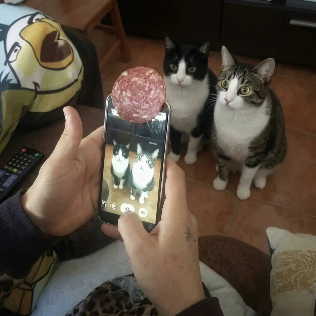 Завтра же котовторник