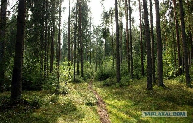 Выбрались за грибами.