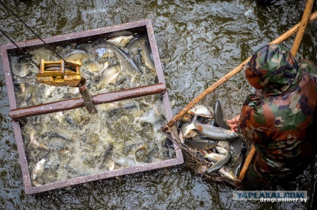 Ловцы грез: репортаж из белорусского рыбхоза