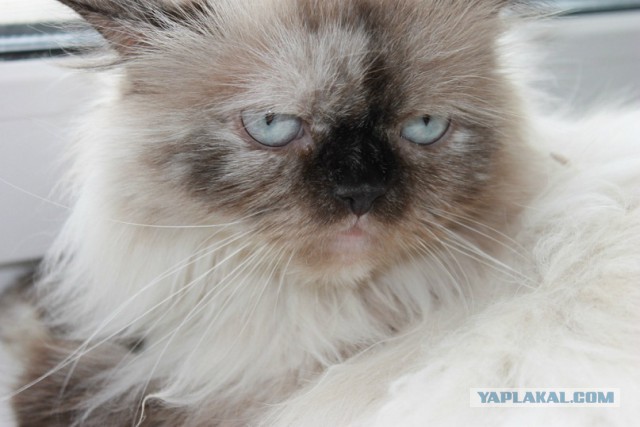 Котовторник 04.03.2014