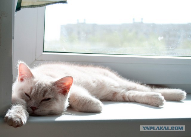 Котовторник  25.03.2014