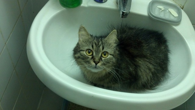 Котовторник  25.03.2014