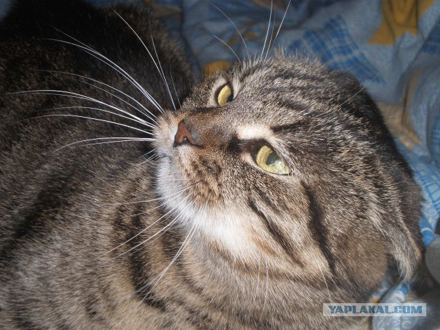 Котовторник  08.04.2014