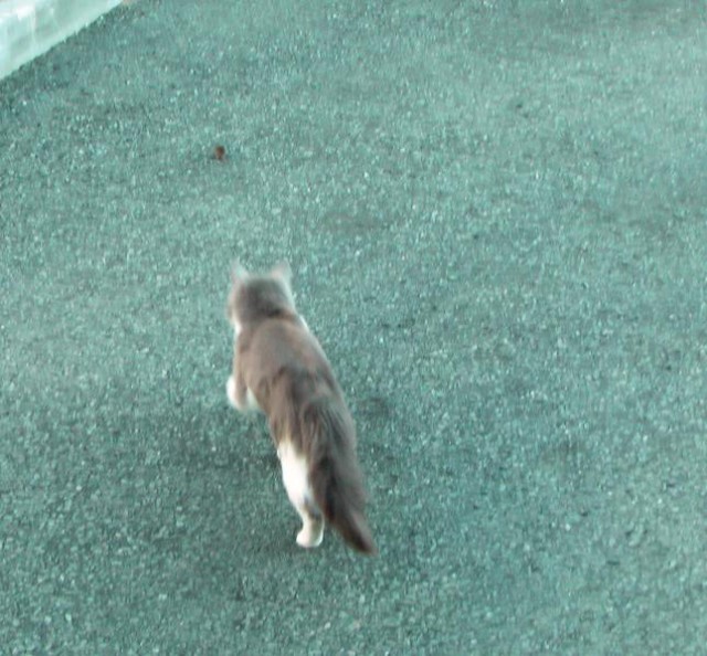 Кошки-мышки или шанс на жизнь