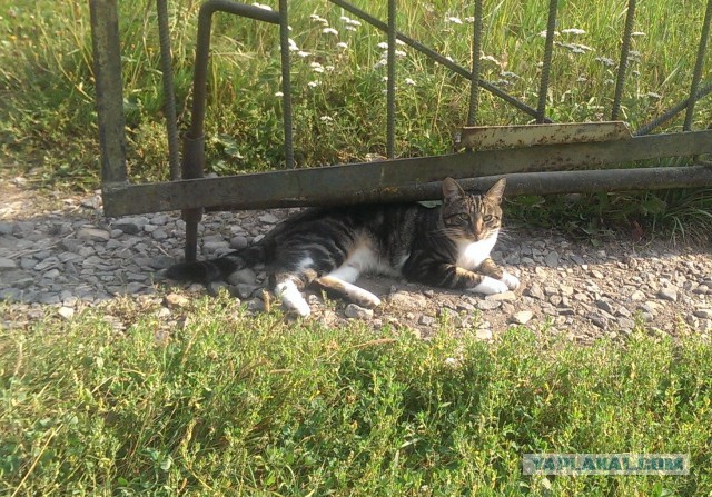 Котовторник 05.08.2014