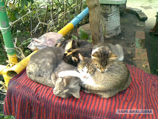 Котовторник 2.12.14